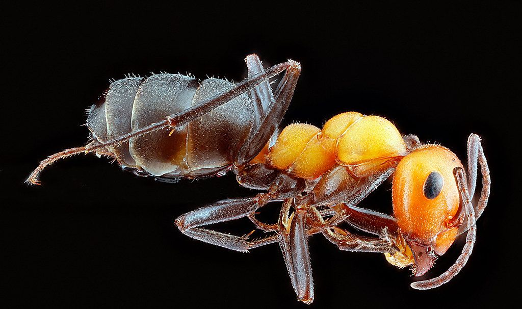 Ant Control service in Atascocita, TX