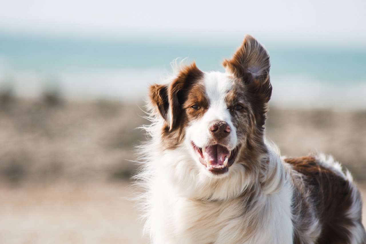 Flea & Tick Control service in Atascocita, TX