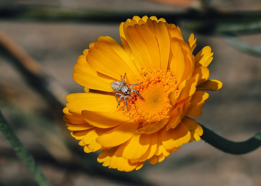 Spider Control service in Atascocita, TX